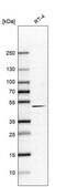 Anti-CERS3 antibody produced in rabbit Prestige Antibodies® Powered by Atlas Antibodies, affinity isolated antibody, buffered aqueous glycerol solution