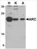 Anti-ARC (ab1) antibody produced in rabbit affinity isolated antibody, buffered aqueous solution