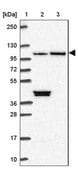 Anti-MAP10 antibody produced in rabbit Prestige Antibodies® Powered by Atlas Antibodies, affinity isolated antibody, buffered aqueous glycerol solution