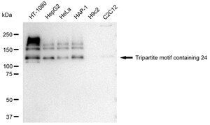 KD-Validated Anti Tripartite motif containing 24 Antibody, clone 23GB4235, Rabbit Monoclonal clone 23GB4235, recombinant rabbit monoclonal, expressed in HEK293 cells
