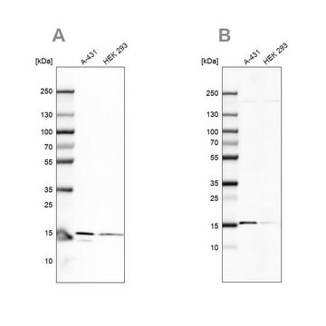 Anti-COX20 antibody produced in rabbit Prestige Antibodies® Powered by Atlas Antibodies, affinity isolated antibody, buffered aqueous glycerol solution