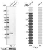 Anti-OCIAD2 antibody produced in rabbit Prestige Antibodies&#174; Powered by Atlas Antibodies, affinity isolated antibody, buffered aqueous glycerol solution
