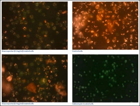 Mitochondria Staining Kit 1&#160;kit sufficient for 40&#160;tests (of 5 mL cell suspensions), 1&#160;kit sufficient for 200&#160;tests (of 1 mL cell suspensions)