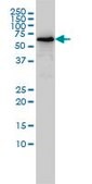 Monoclonal Anti-TOE1 antibody produced in mouse clone 1D8, purified immunoglobulin, buffered aqueous solution