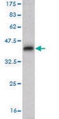 Monoclonal Anti-NEDD1 antibody produced in mouse clone 7D10, purified immunoglobulin, buffered aqueous solution