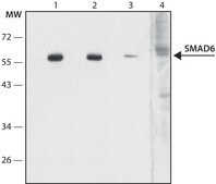 Anti-SMAD6 (N-terminal) antibody produced in rabbit ~1.0&#160;mg/mL, affinity isolated antibody