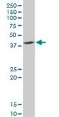 Anti-DNAJB6 antibody produced in rabbit purified immunoglobulin, buffered aqueous solution