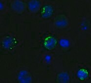 Anti-SARS-CoV-2 (COVID-19) Spike S1 antibody produced in rabbit affinity isolated antibody