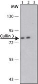 Anti-Cullin 3 antibody produced in rabbit ~1.0&#160;mg/mL, affinity isolated antibody, buffered aqueous solution