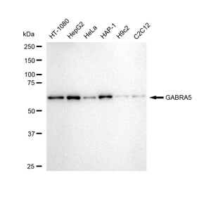 Anti GABRA5 Antibody, clone 23GB5505, Rabbit Monoclonal clone 23GB5505, recombinant rabbit monoclonal, expressed in HEK293 cells