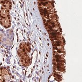 Monoclonal Anti-ANXA1 antibody produced in mouse Prestige Antibodies&#174; Powered by Atlas Antibodies, clone CL0199, purified immunoglobulin, buffered aqueous glycerol solution