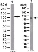 Anti-PARP1 (cleaved form) Antibody from rabbit, purified by affinity chromatography