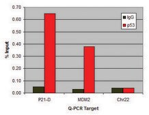 Imprint® ChIP-Validated Monoclonal Anti-p53 (PAb1801) antibody produced in mouse clone PAb1801, isotype IgG1, purified immunoglobulin