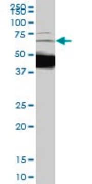Monoclonal Anti-DCP1A antibody produced in mouse clone 2D12, purified immunoglobulin, buffered aqueous solution