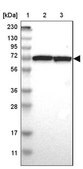 Anti-SWAP70 antibody produced in rabbit Prestige Antibodies&#174; Powered by Atlas Antibodies, affinity isolated antibody, buffered aqueous glycerol solution