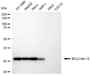 KD-Validated Anti BCL2 like 12 Antibody, clone 23GB3695, Rabbit Monoclonal clone 23GB3695, recombinant rabbit monoclonal, expressed in HEK293 cells
