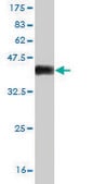 Monoclonal Anti-KCNQ4 antibody produced in mouse clone 2H6, purified immunoglobulin, buffered aqueous solution