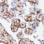 Anti-YAP1 antibody produced in rabbit