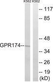 Anti-GPR174 antibody produced in rabbit affinity isolated antibody