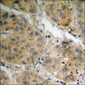 Anti-phospho-MDM2 (pSer186+Ser188) antibody produced in rabbit affinity isolated antibody