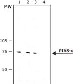 Monoclonal Anti-PIAS-x antibody produced in mouse clone PIASX-116, purified immunoglobulin, buffered aqueous solution