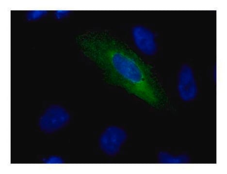 Monoclonal Anti-V5 tag antibody produced in mouse clone GT1071, affinity isolated antibody