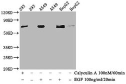 Anti-phospho-ATF2 (T71) antibody, clone 4F2, Rabbit Monoclonal recombinant, expressed in HEK293F cells