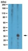 Anti-C9ORF72/C9RANT (poly-GP) Antibody from rabbit