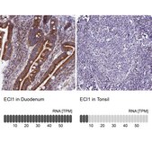 Anti-ECI1 antibody produced in rabbit Prestige Antibodies® Powered by Atlas Antibodies, affinity isolated antibody, buffered aqueous glycerol solution