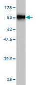 Monoclonal Anti-SUOX antibody produced in mouse clone 1H1, purified immunoglobulin, buffered aqueous solution
