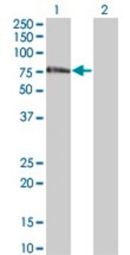 Monoclonal Anti-ZNF18 antibody produced in mouse clone 2A4, purified immunoglobulin, buffered aqueous solution