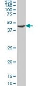 Monoclonal Anti-RP6-213H19.1 antibody produced in mouse clone 3G5, purified immunoglobulin, buffered aqueous solution