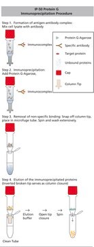 Protein&#160;G免疫沉淀试剂盒 sufficient for 50&#160;assays