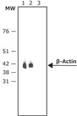 Anti-Mouse IgG (Fab specific)–Alkaline Phosphatase antibody produced in goat affinity isolated antibody, buffered aqueous solution