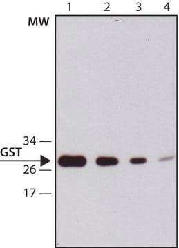 Anti-Glutathione-S-transferase (GST) antibody, Mouse monoclonal clone 2H3-D10, purified from hybridoma cell culture
