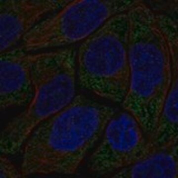 Anti-HECA antibody produced in rabbit Prestige Antibodies&#174; Powered by Atlas Antibodies, affinity isolated antibody, buffered aqueous glycerol solution
