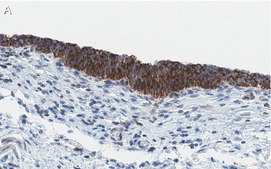 Anti-Bak Antibody, clone 2D18 ZooMAb® Rabbit Monoclonal recombinant, expressed in HEK 293 cells