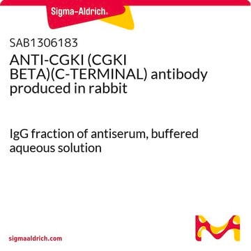 ANTI-CGKI (CGKI BETA)(C-TERMINAL) antibody produced in rabbit IgG fraction of antiserum, buffered aqueous solution