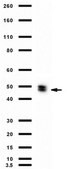 Anti-p47-phox Antibody from rabbit, purified by affinity chromatography
