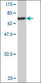 Monoclonal Anti-CD96 antibody produced in mouse clone 1C8, purified immunoglobulin, buffered aqueous solution
