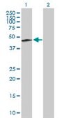 Anti-KRTHA2 antibody produced in mouse IgG fraction of antiserum, buffered aqueous solution