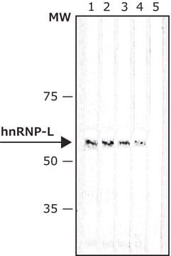 Anti-hnRNP-L antibody, Mouse monoclonal clone 4D11, purified from hybridoma cell culture