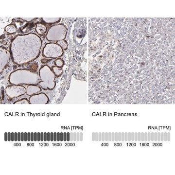 Anti-CALR antibody produced in rabbit Prestige Antibodies&#174; Powered by Atlas Antibodies, affinity isolated antibody, buffered aqueous glycerol solution