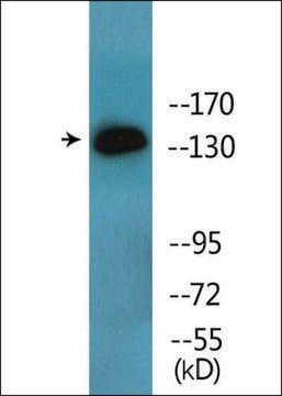 Anti-phospho-EGFR (pSer1071) antibody produced in rabbit affinity isolated antibody