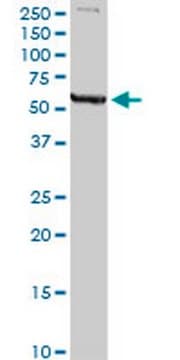 Anti-MAOA Rabbit pAb liquid, Calbiochem&#174;