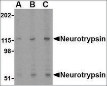 Anti-Neurotrypsin antibody produced in rabbit affinity isolated antibody, buffered aqueous solution