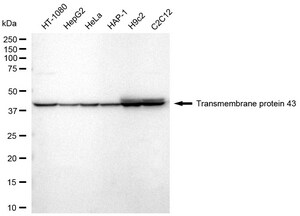 KD-Validated Anti Transmembrane Protein 43 Antibody, clone 24GB2325, Rabbit Monoclonal clone 24GB2325, recombinant rabbit monoclonal, expressed in HEK293 cells