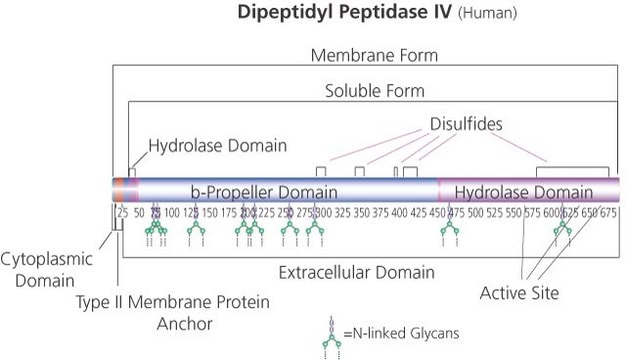 Dipeptidyl Peptidase IV human recombinant, expressed in baculovirus infected Sf9 cells, pkg of &#8805;1.0&#160;units/vial, &#8805;10&#160;units/mg protein