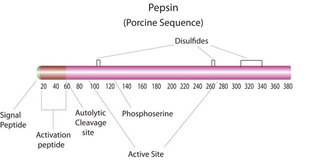 Pepsin from porcine gastric mucosa tested according to Ph. Eur.