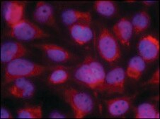 Anti-MAP3K5 (Ab-83) antibody produced in rabbit affinity isolated antibody